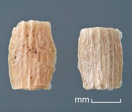   Fruits:   Chorispora tenella , outside face of two fruit segments. Top and bottom of the disseminules are where abscission occurred; Photo by D. Walters and C. Southwick, Table Grape Weed Disseminule ID
